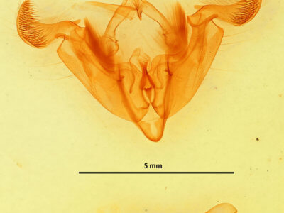 genitalia view of adult Trichordestra legitima