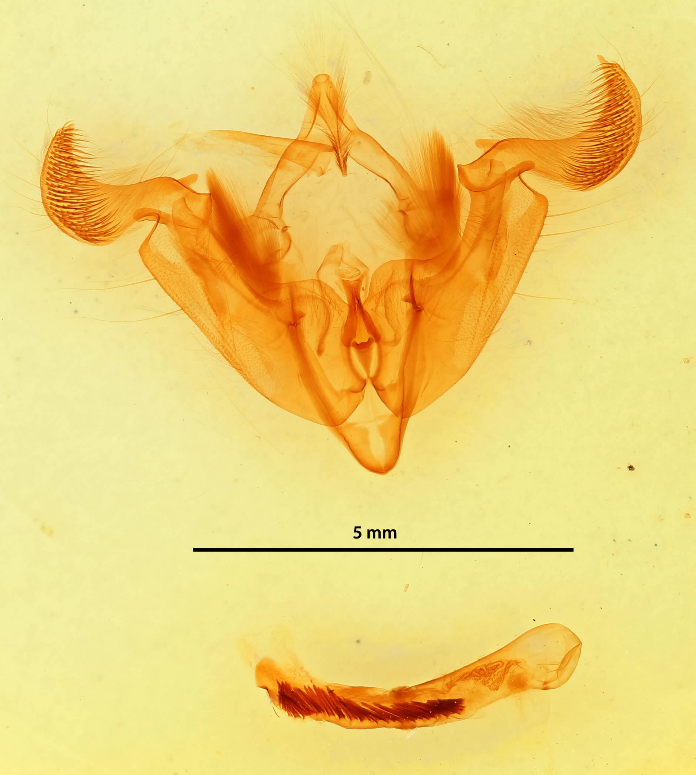 genitalia view of adult Trichordestra legitima