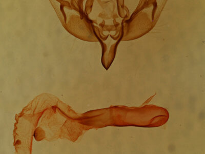 genitalia view of adult Feltia geniculata