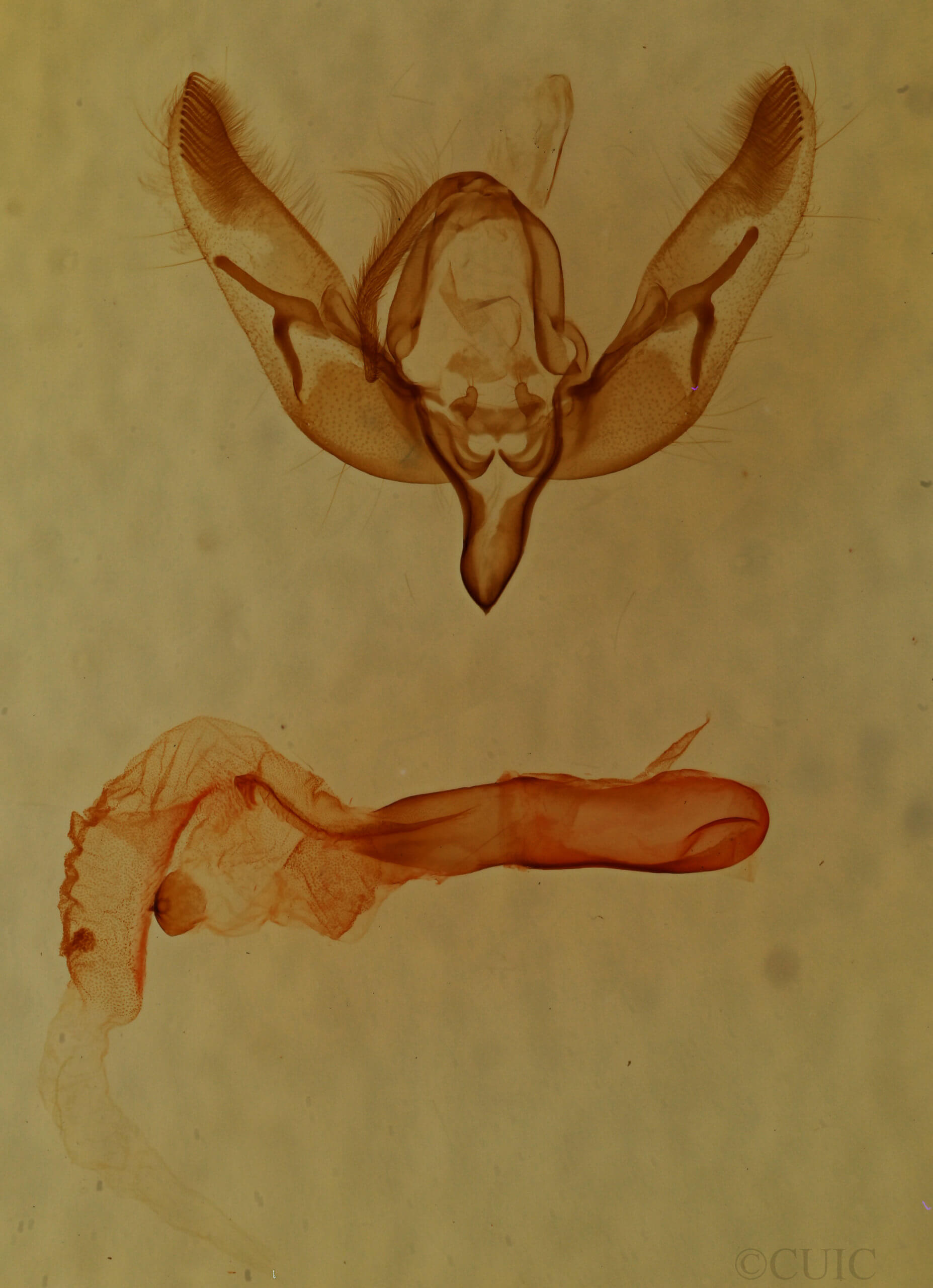 genitalia view of adult Feltia geniculata