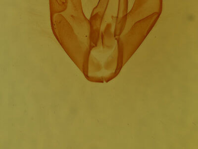 genitalia view of adult Tyrissa multilinea
