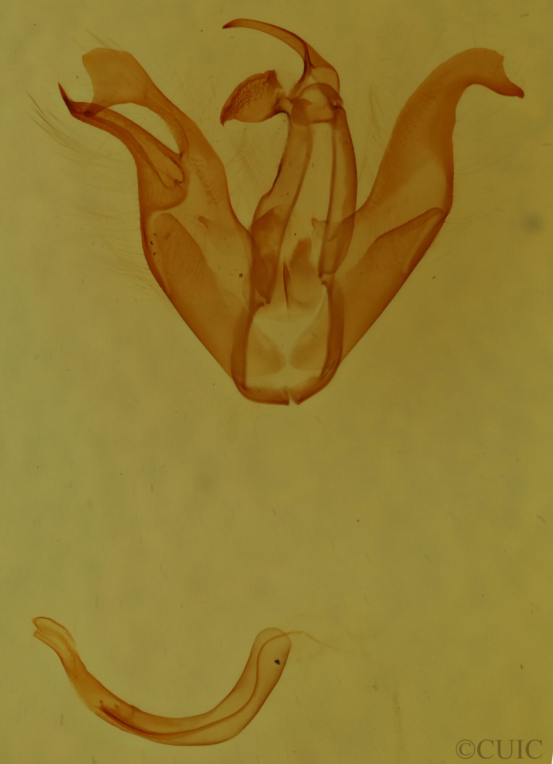 genitalia view of adult Tyrissa multilinea