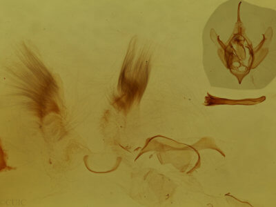 genitalia view of adult Xanthorhoe lacustrata