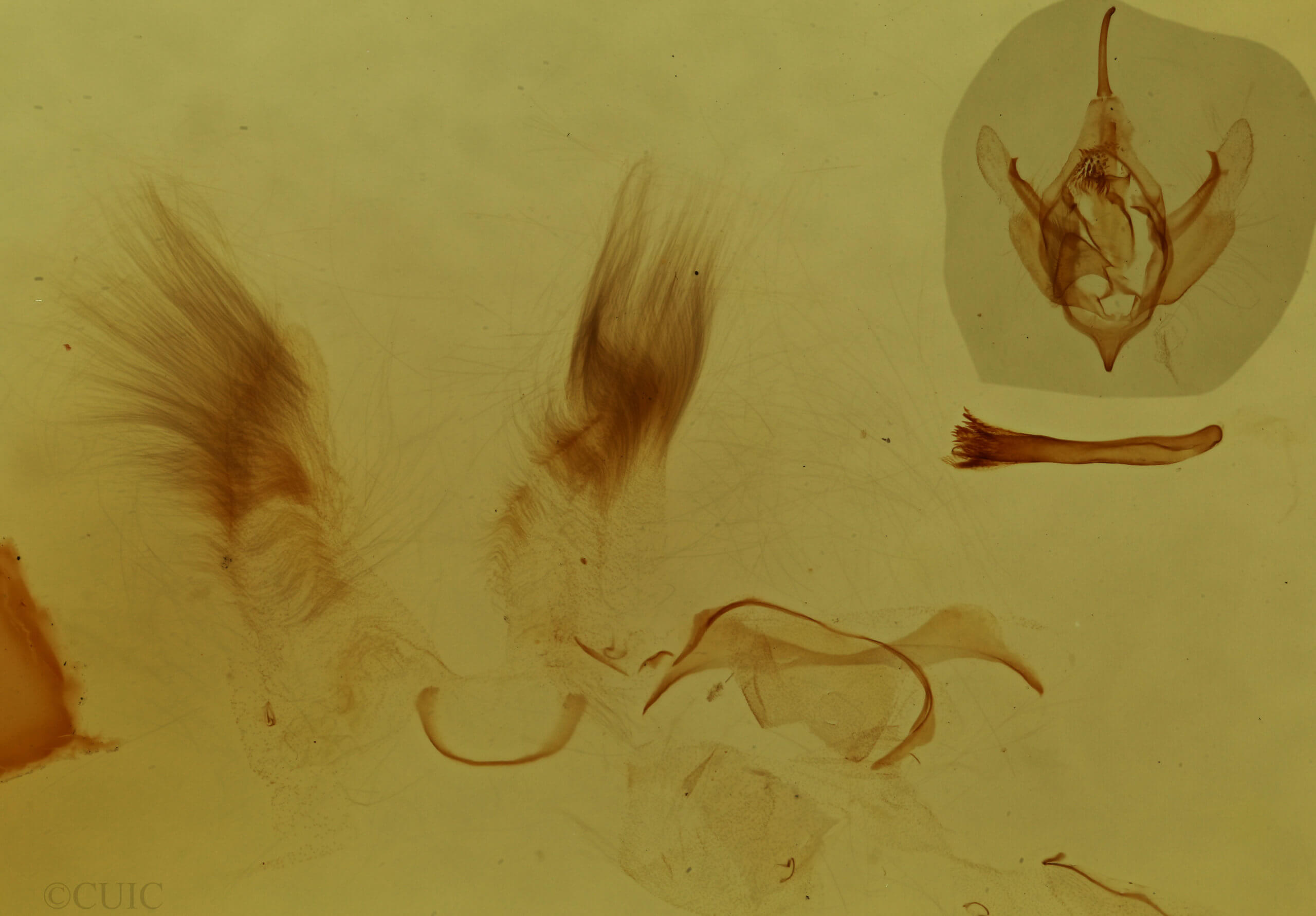 genitalia view of adult Xanthorhoe lacustrata