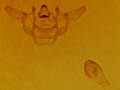 genitalia view of adult Xanthotype sospeta