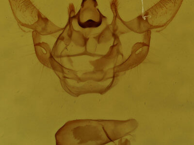 genitalia view of adult Xanthotype sospeta