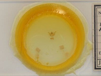 slide view of adult Xanthotype sospeta