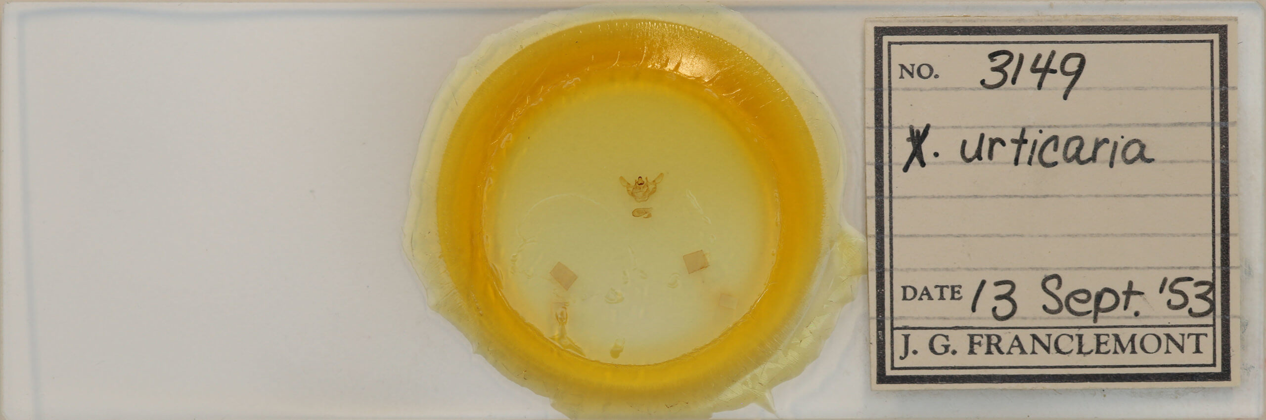 slide view of adult Xanthotype sospeta