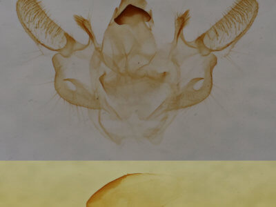 genitalia view of adult Xanthotype sospeta