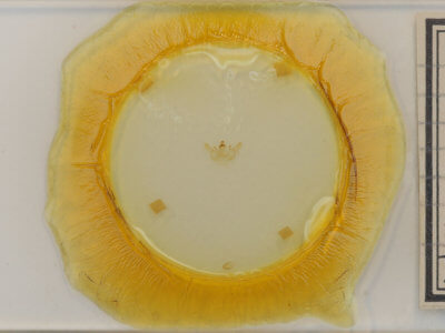 slide view of adult Xanthotype sospeta