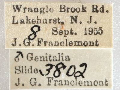 label view of adult Xestia dilucida