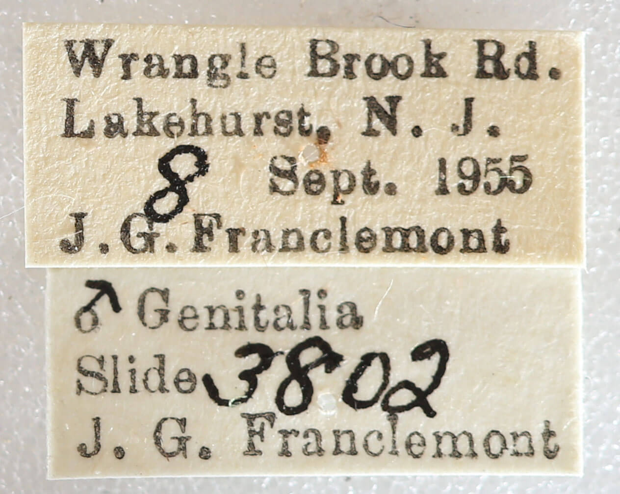label view of adult Xestia dilucida