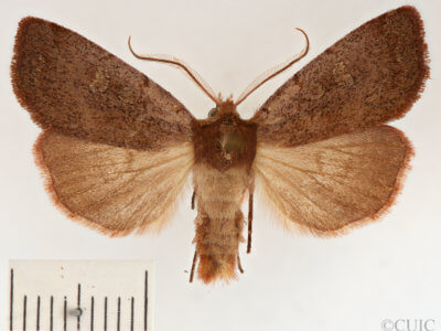 dorsal view of adult Xestia dilucida