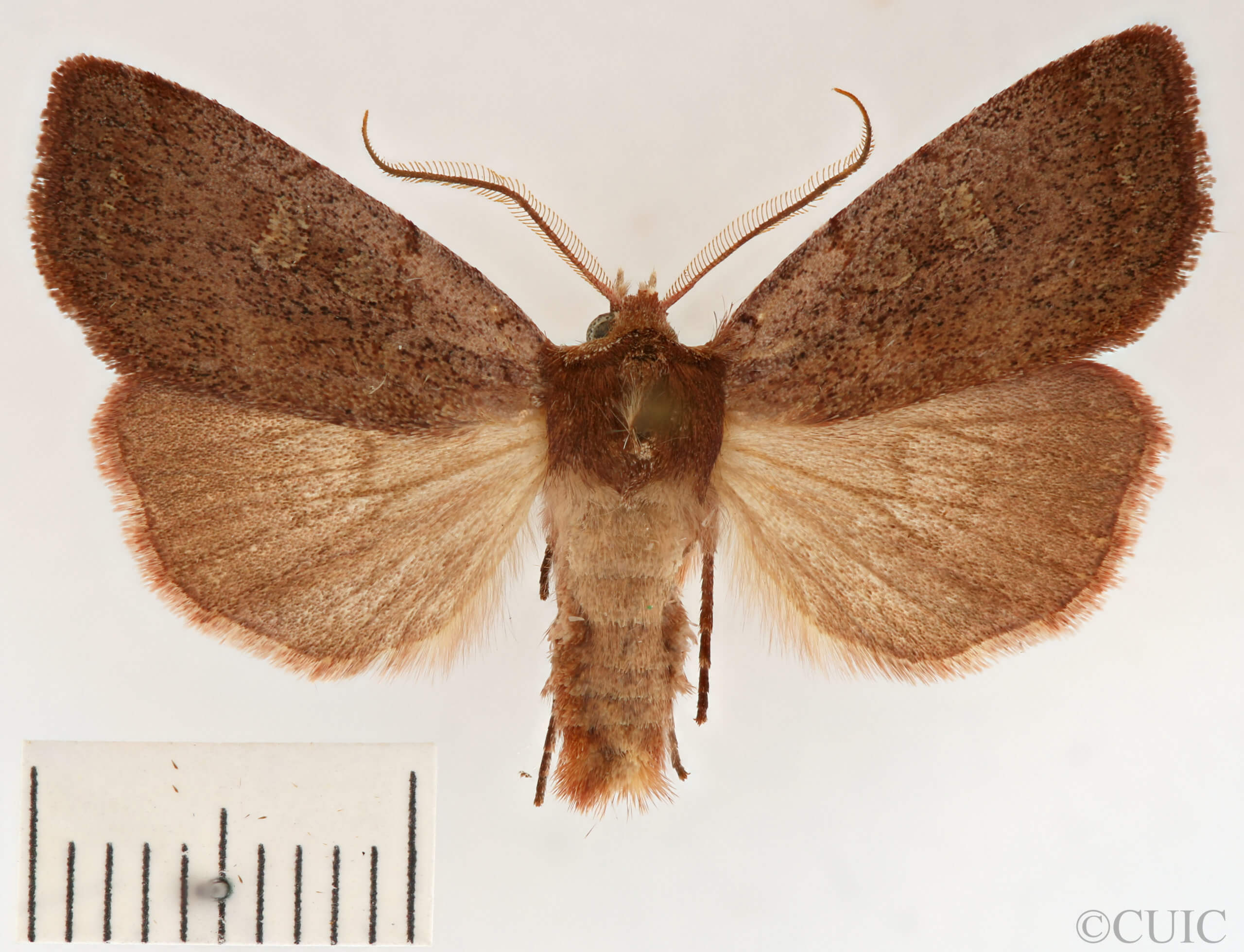 dorsal view of adult Xestia dilucida