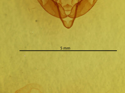 genitalia view of adult Xestia dilucida