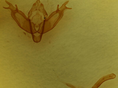 genitalia view of adult Xestia alpicola