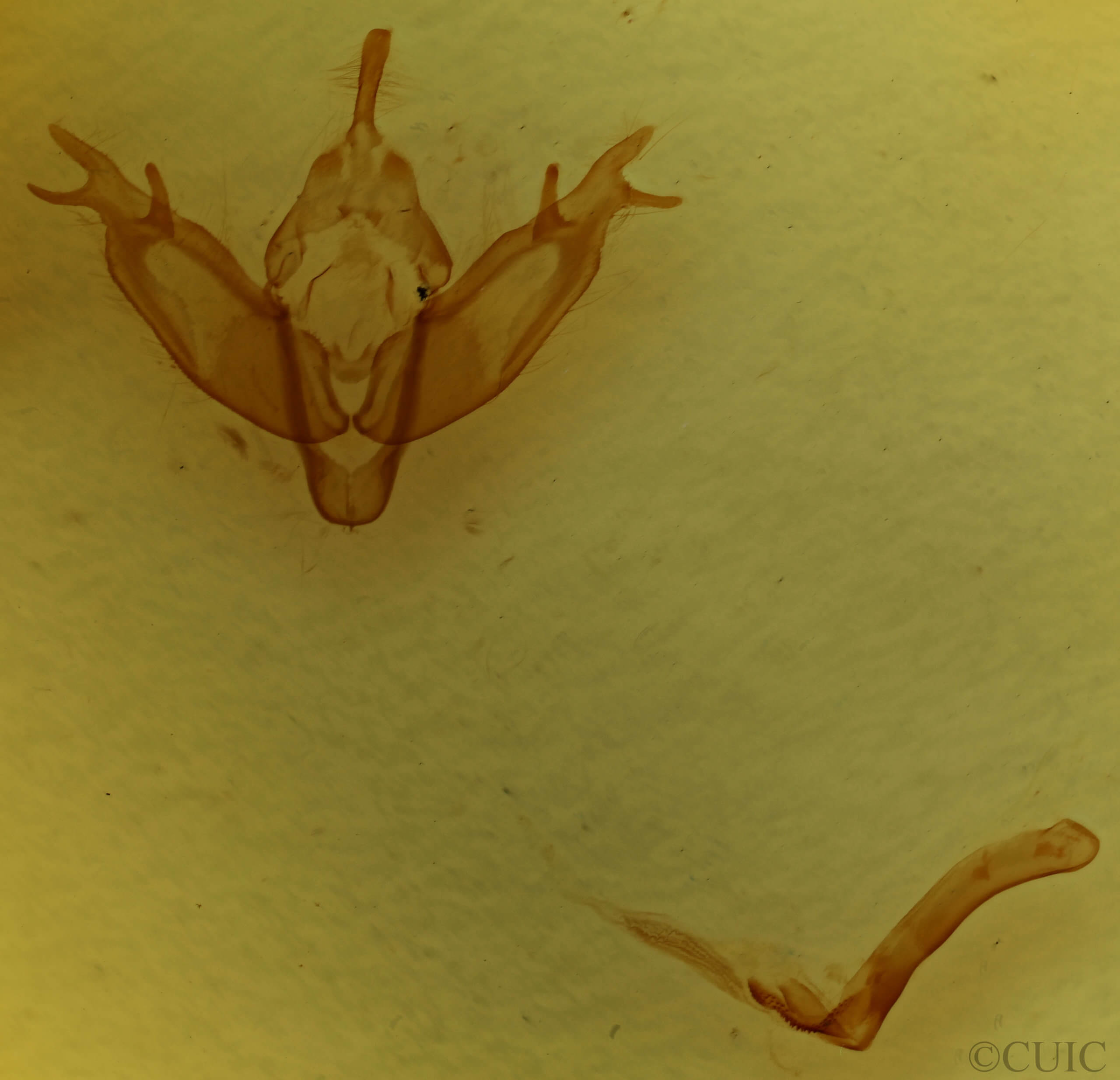 genitalia view of adult Xestia alpicola