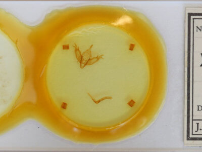 slide view of adult Xestia alpicola