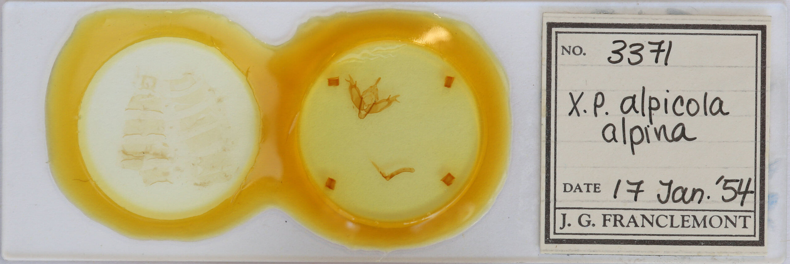 slide view of adult Xestia alpicola