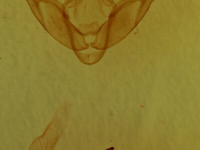 genitalia view of adult Xestia agathina