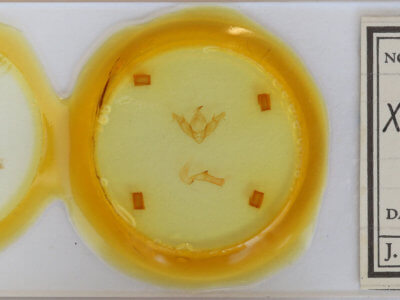 slide view of adult Xestia agathina