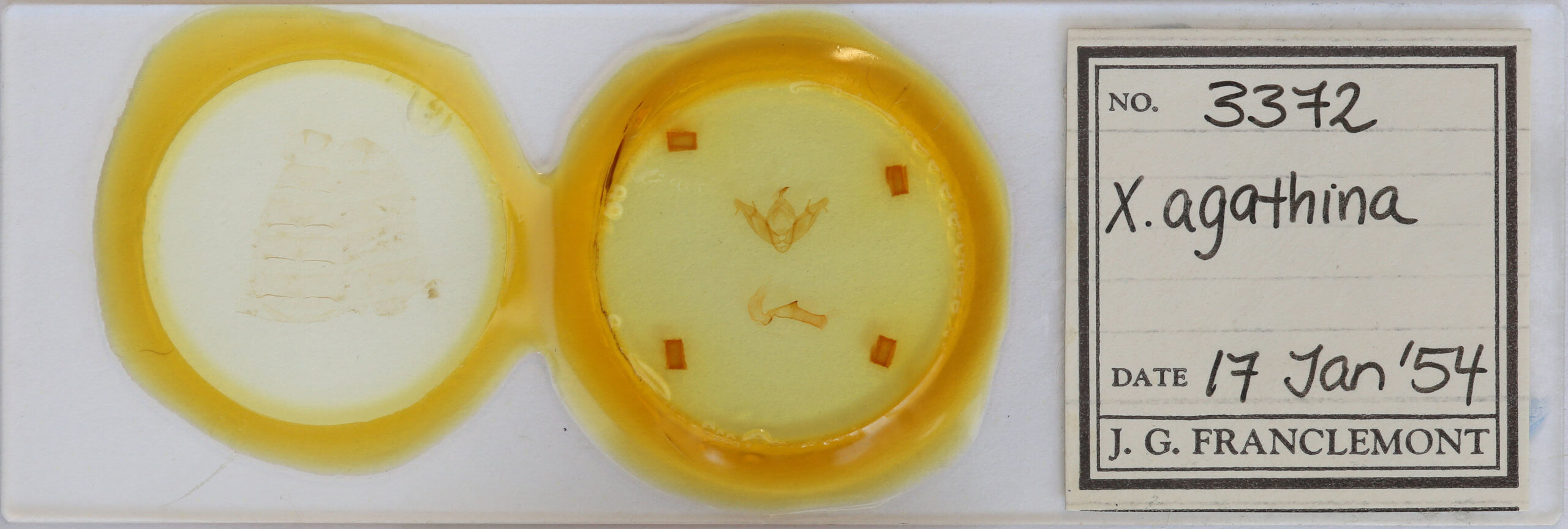 slide view of adult Xestia agathina