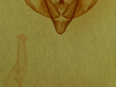 genitalia view of adult Xestia ashworthii