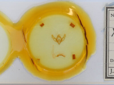 slide view of adult Xestia ashworthii