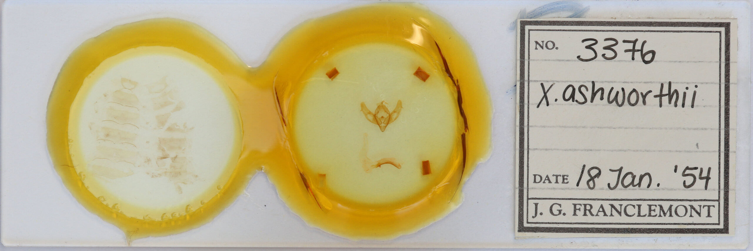 slide view of adult Xestia ashworthii