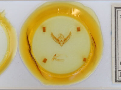 slide view of adult Xestia baja