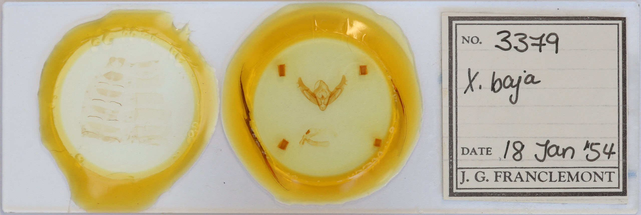 slide view of adult Xestia baja