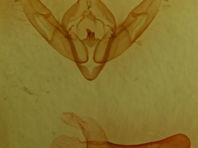 genitalia view of adult Xestia baja