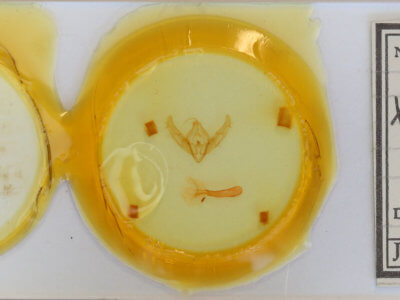 slide view of adult Xestia baja