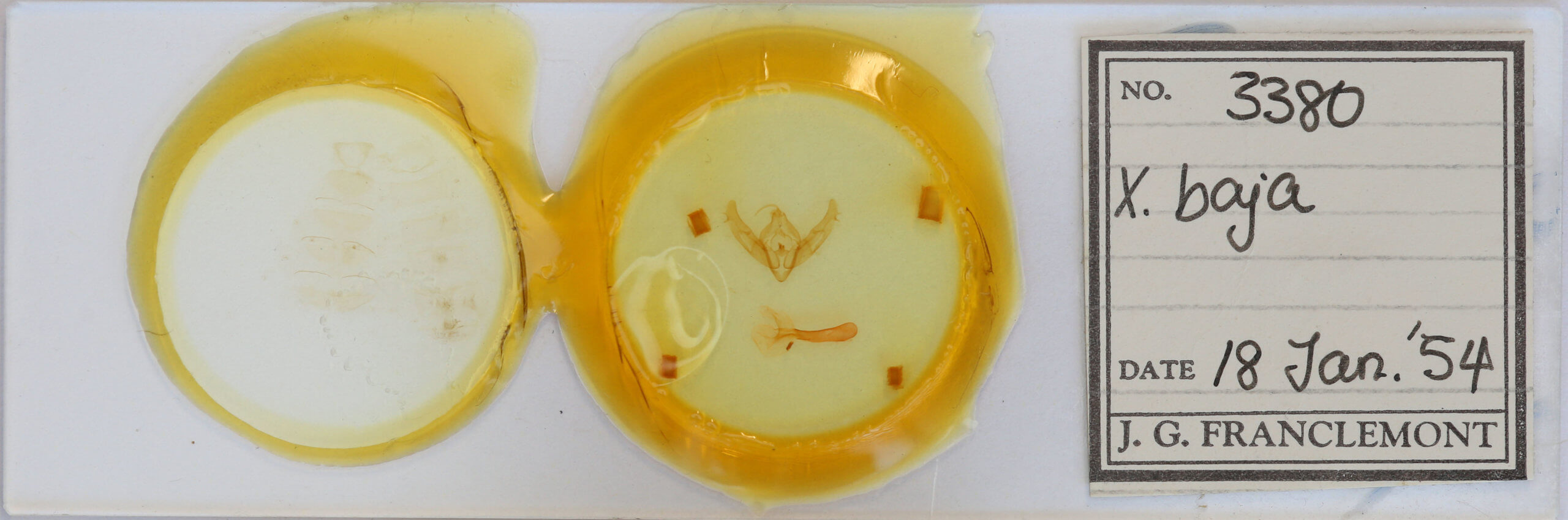 slide view of adult Xestia baja