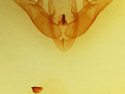 genitalia view of adult Pseudohermonassa bicarnea