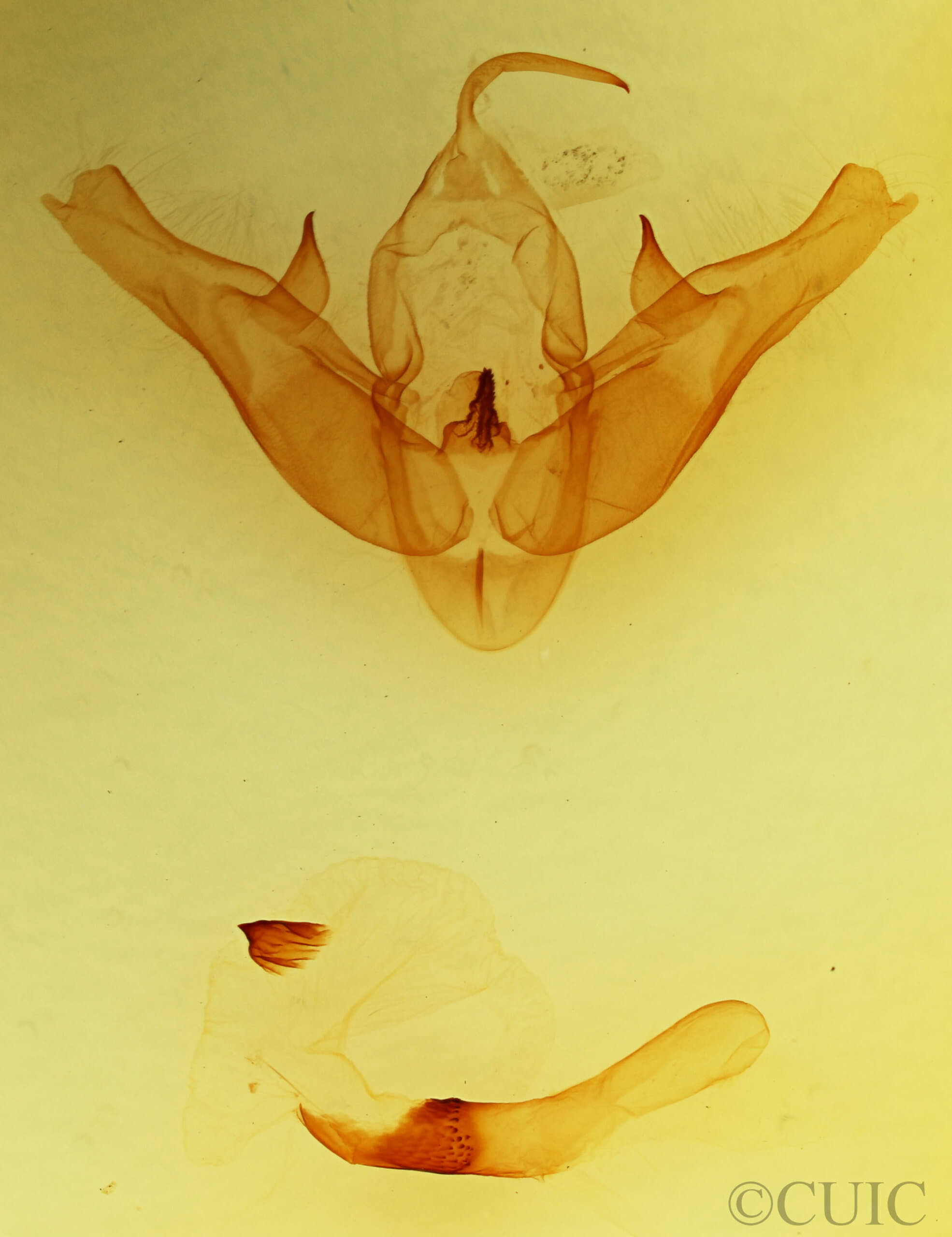 genitalia view of adult Pseudohermonassa bicarnea