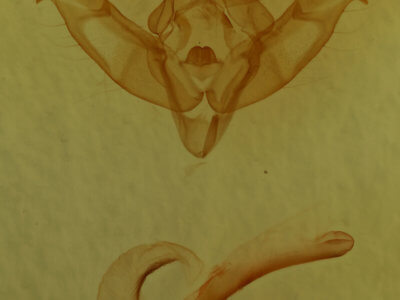 genitalia view of adult Xestia c-nigrum