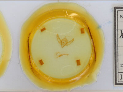 slide view of adult Xestia c-nigrum