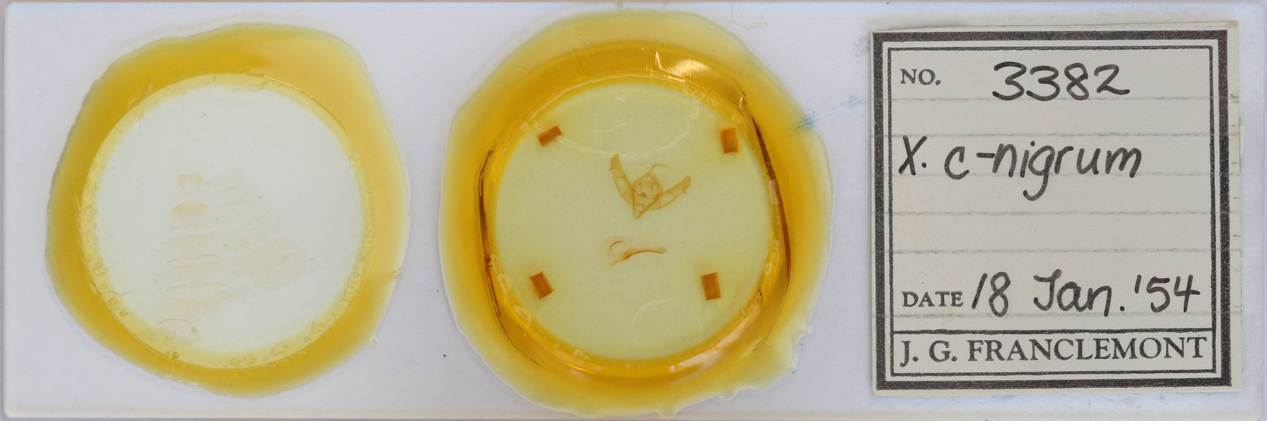 slide view of adult Xestia c-nigrum