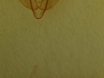 genitalia view of adult Xestia castanea