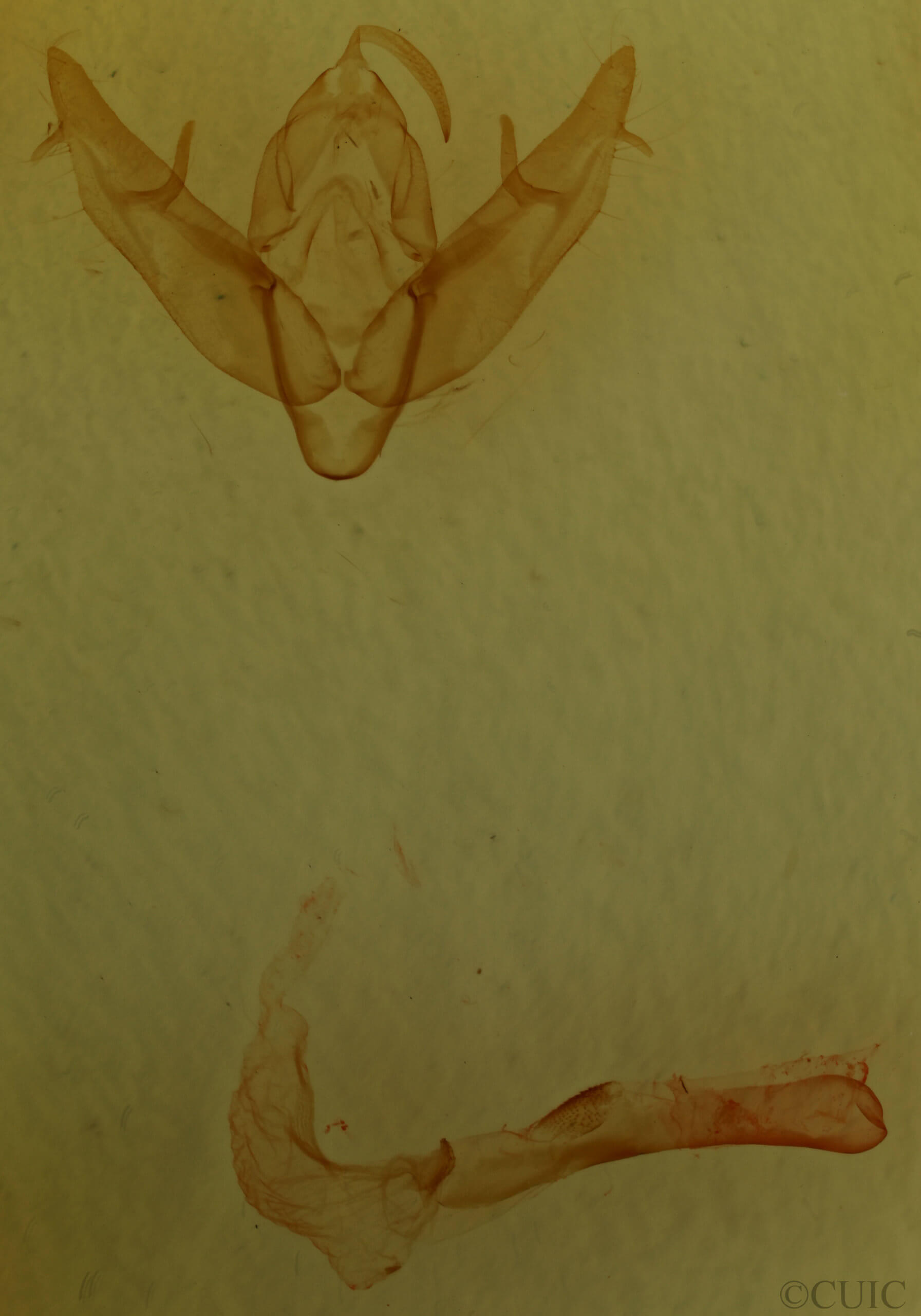 genitalia view of adult Xestia castanea