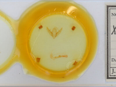 slide view of adult Xestia castanea