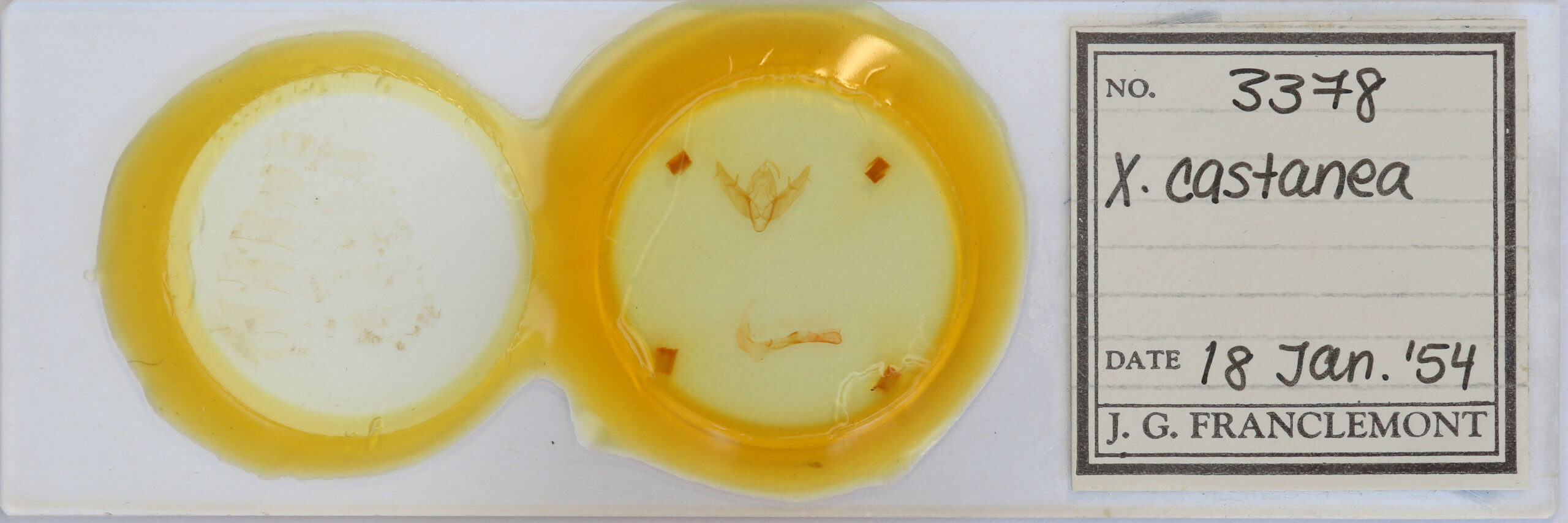 slide view of adult Xestia castanea