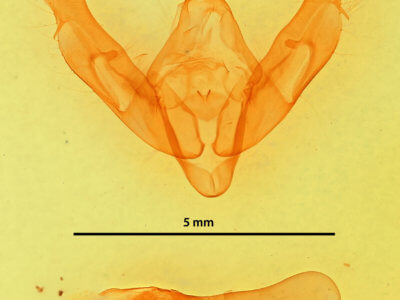 genitalia view of adult Xestia smithii