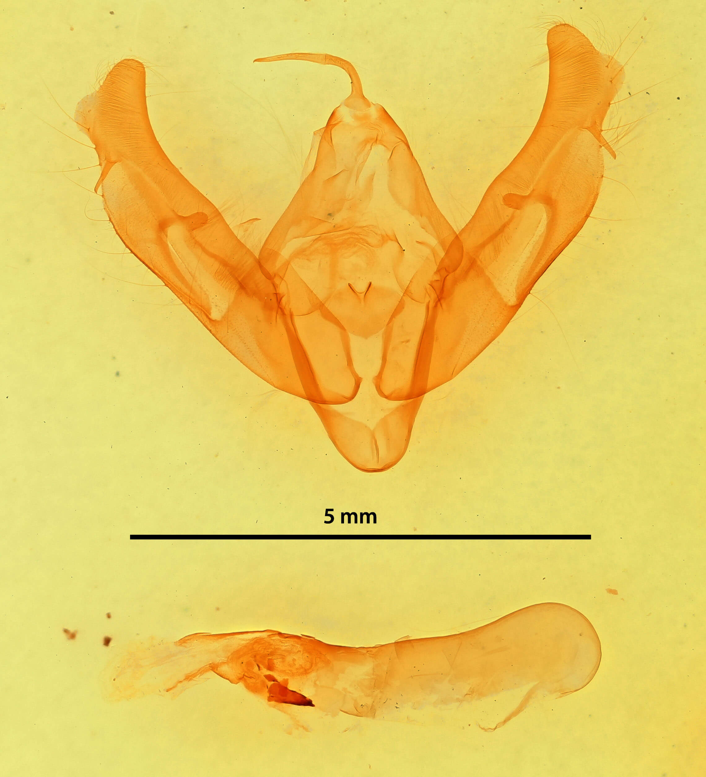 genitalia view of adult Xestia smithii