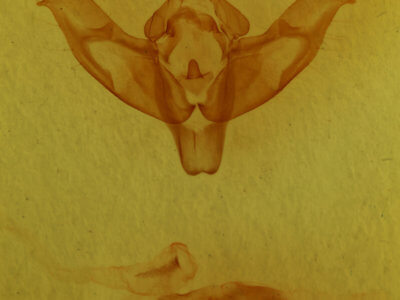 genitalia view of adult Xestia triangulum