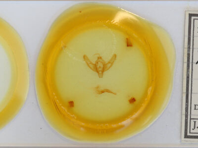 slide view of adult Xestia triangulum