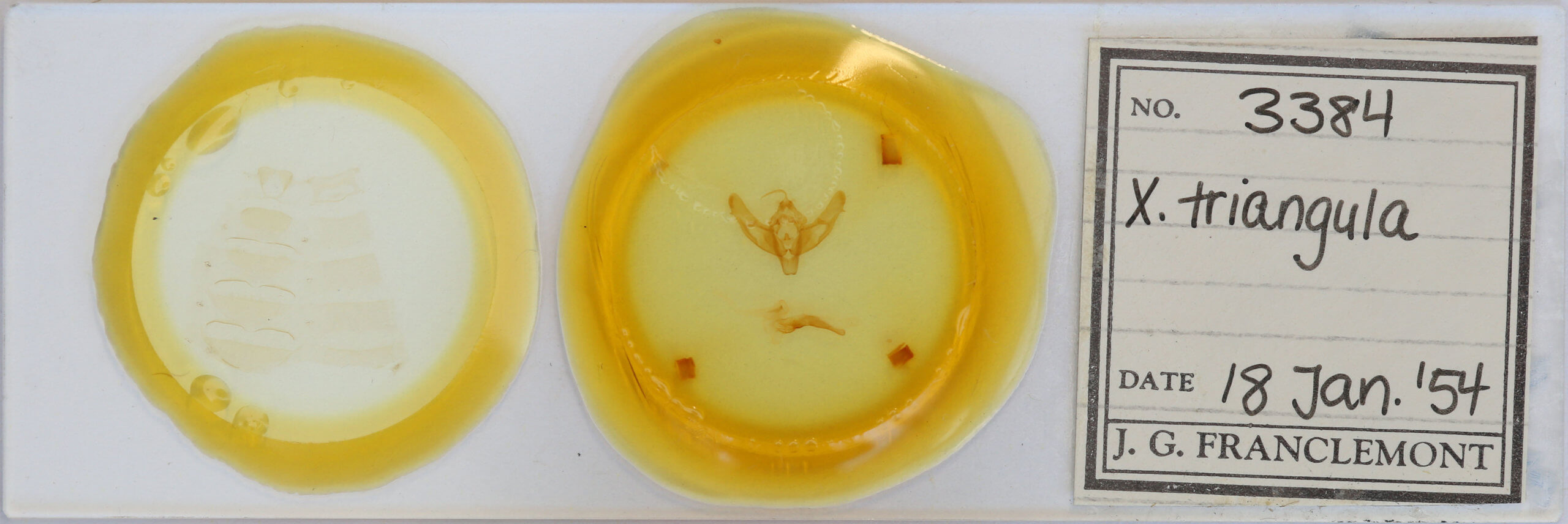 slide view of adult Xestia triangulum