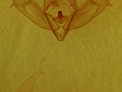 genitalia view of adult Xestia xanthographa