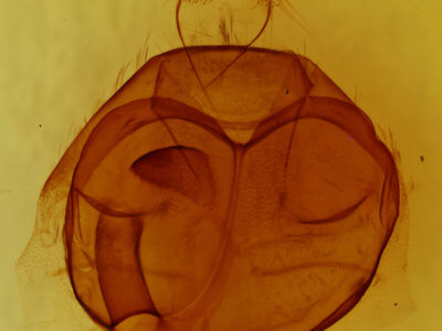 genitalia view of adult Zale buchholzi